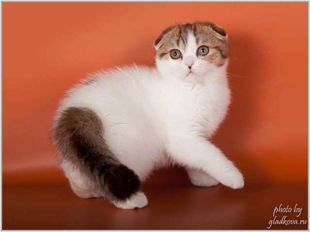Купите котёнка у нас Купите котёнка у нас