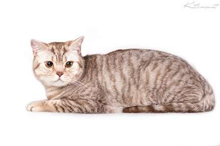 Роскошный британский котик Роскошный британский котик