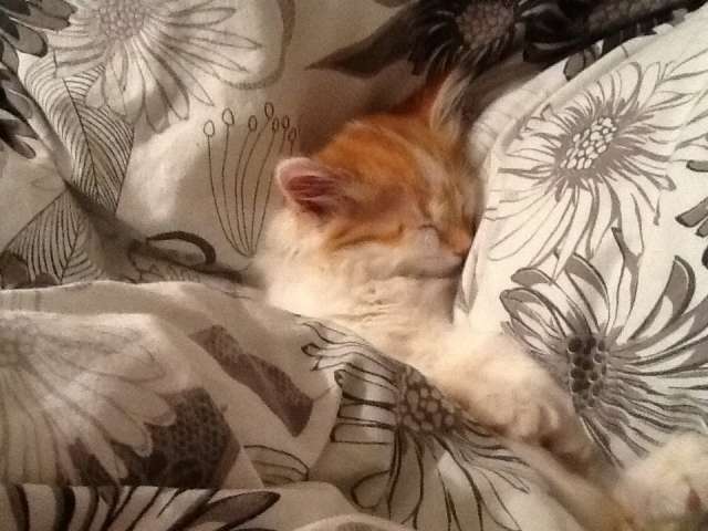 Кошка 8 месяцев Кошка 8 месяцев