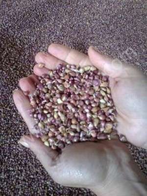 Продам семена чеснока Продам семена чеснока