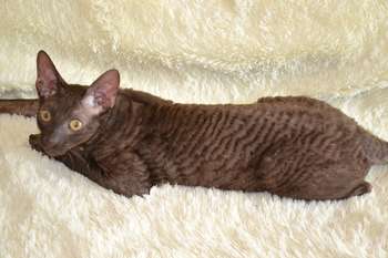 Элитные котята корниш рекс Элитные котята корниш рекс