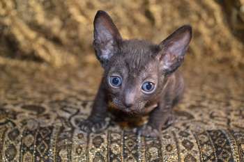 Элитные котята корниш рекс Элитные котята корниш рекс