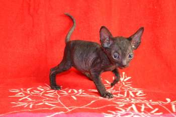 Роскошные котята Корниш рекс Роскошные котята Корниш рекс