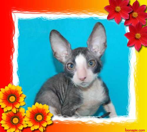 Корниш рекс - кудрявые котята. Корниш рекс - кудрявые котята.