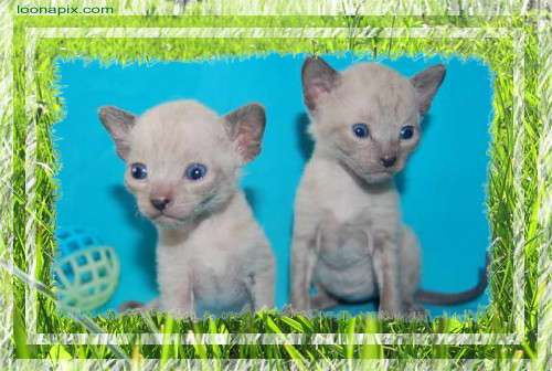 Корниш рекс - кудрявые котята. Корниш рекс - кудрявые котята.