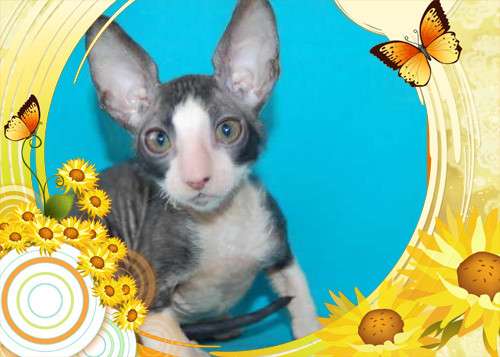 Корниш рекс - кудрявые котята. Корниш рекс - кудрявые котята.