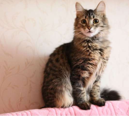 Кошечка Маруся - пушистое чудо в добрые руки! Кошечка Маруся - пушистое чудо в добрые руки!