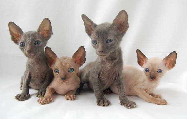 Корниш рекс - кудрявые котята. Корниш рекс - кудрявые котята.