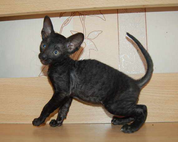 Корниш рекс - кудрявые котята. Корниш рекс - кудрявые котята.