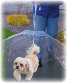 Зонты для ваших собак 