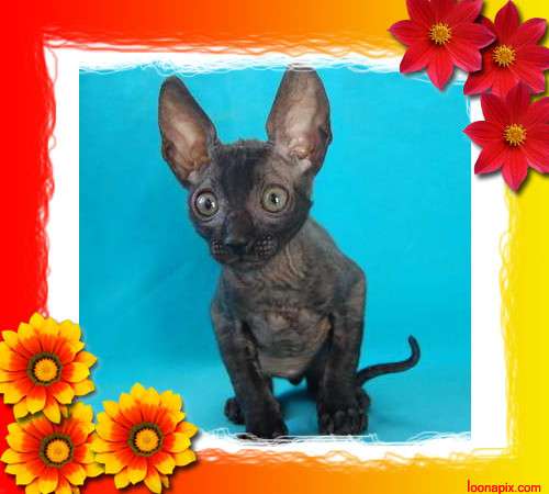 Корниш рекс - кудрявые котята. Корниш рекс - кудрявые котята.
