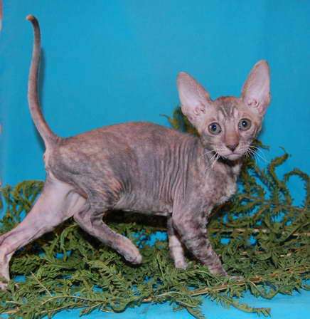 Корниш рекс - кудрявые котята. Корниш рекс - кудрявые котята.
