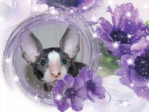 Корниш рекс - кудрявые котята. Корниш рекс - кудрявые котята.