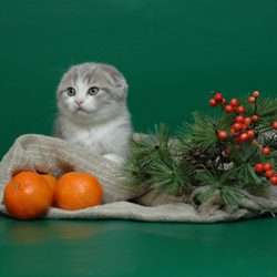Шотландские котята Шотландские котята