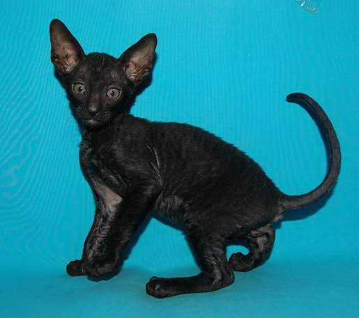 Корниш рекс - кудрявые котята. Корниш рекс - кудрявые котята.