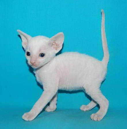 Корниш рекс - кудрявые котята. Корниш рекс - кудрявые котята.