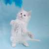 Шикарный котята Мейн-кун. Кошки-гиганты