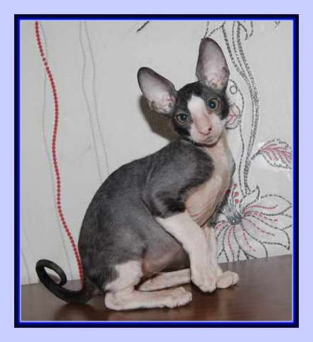 Корниш рекс - кудрявые котята. Корниш рекс - кудрявые котята.
