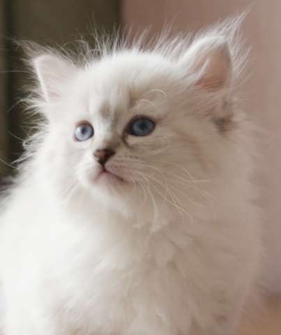 Котята невские маскарадные питомник Марис Стелла Котята невские маскарадные питомник Марис Стелла