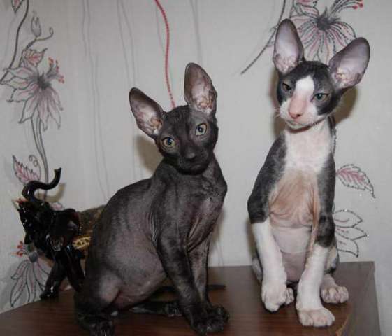Корниш рекс - кудрявые котята. Корниш рекс - кудрявые котята.