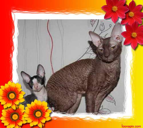Корниш рекс - кудрявые котята. Корниш рекс - кудрявые котята.