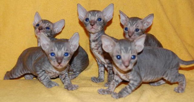 Корниш Рекс- котёнок тигрёнок, с кудрявой шерстью Корниш Рекс- котёнок тигрёнок, с кудрявой шерстью