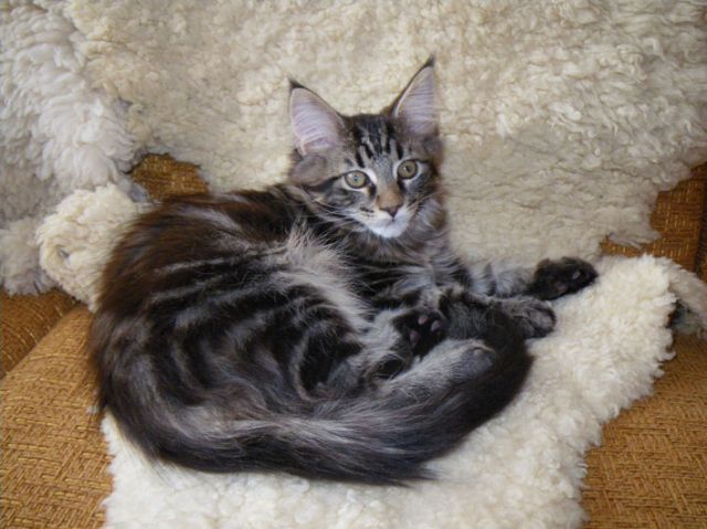 Питомник котят породы Мейн-кун. Питомник котят породы Мейн-кун.