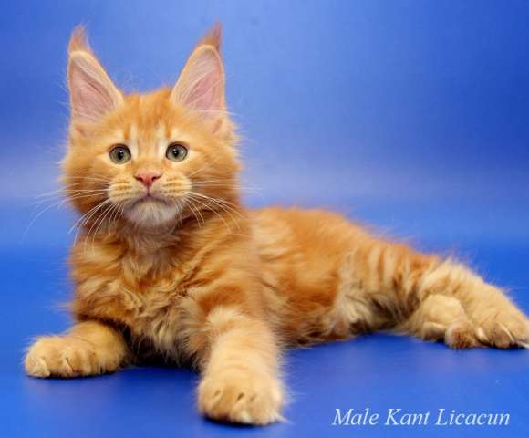 Чистокровные Котята Мейн Кун! Чистокровные Котята Мейн Кун!