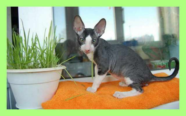 Корниш рекс - кудрявые котята. Корниш рекс - кудрявые котята.