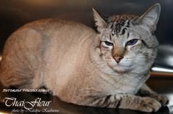 ТАЙСКИЙ кот приглашает на вязку кошечек (старотипный сиамский) ТАЙСКИЙ кот приглашает на вязку кошечек (старотипный сиамский)