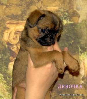 Пти Брабансона шоколад и рыжие щенки - продаются! Пти Брабансона шоколад и рыжие щенки - продаются!