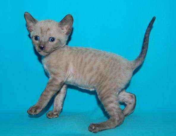 Корниш рекс - кудрявые котята. Корниш рекс - кудрявые котята.