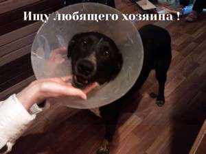 Добрый пес ищет хозяина Добрый пес ищет хозяина