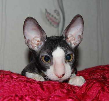 Корниш рекс - кудрявые котята. Корниш рекс - кудрявые котята.