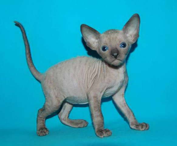 Корниш рекс - кудрявые котята. Корниш рекс - кудрявые котята.