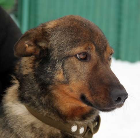 Натс в дар, умник и красавец Натс в дар, умник и красавец