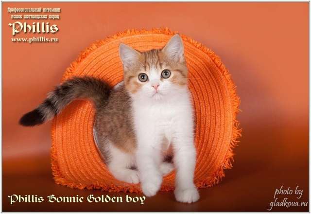 Котята для души и выставок Котята для души и выставок
