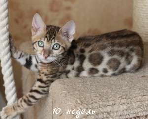 Бенгальские котята Бенгальские котята