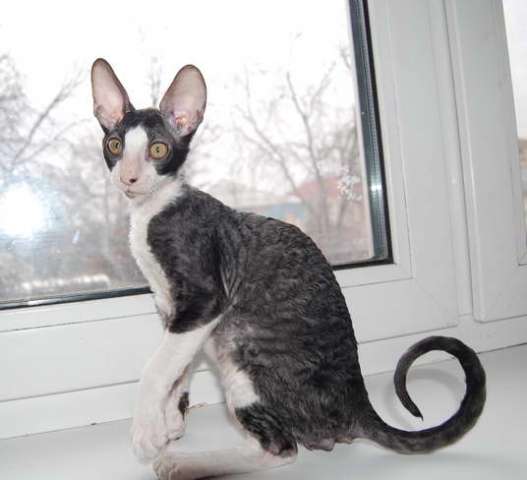 Корниш рекс - кудрявые котята. Корниш рекс - кудрявые котята.