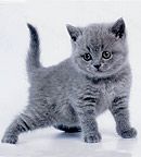 Британские короткошерстные котята Британские короткошерстные котята