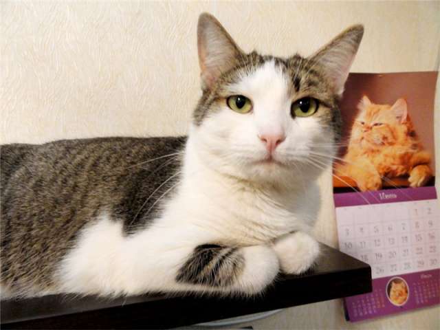 Домовенок КУЗЯ ищет новый дом! Котик кастрирован, здоров. м.Пражская Домовенок КУЗЯ ищет новый дом! Котик кастрирован, здоров. м.Пражская