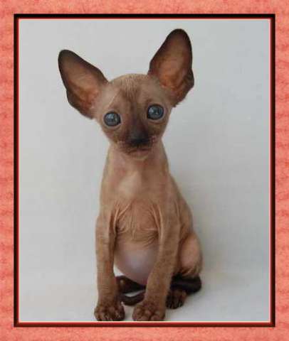 Корниш рекс - кудрявые котята. Корниш рекс - кудрявые котята.