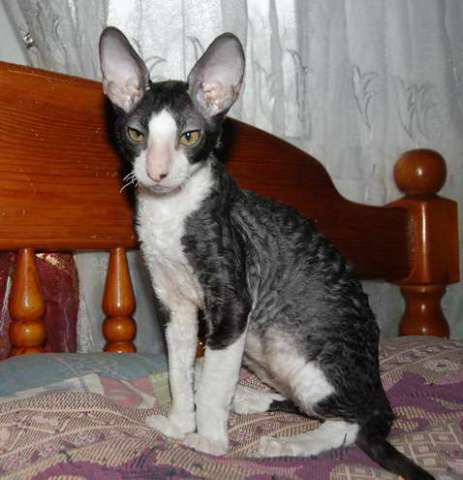 Корниш рекс - кудрявые котята. Корниш рекс - кудрявые котята.