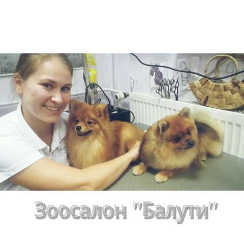 Красивая стрижка шпица в Зюзино, Нахимовский проспект, Варшавская Красивая стрижка шпица в Зюзино, Нахимовский проспект, Варшавская