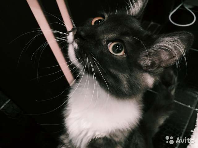 Отдам КОТЮ в хорошие руки Отдам КОТЮ в хорошие руки