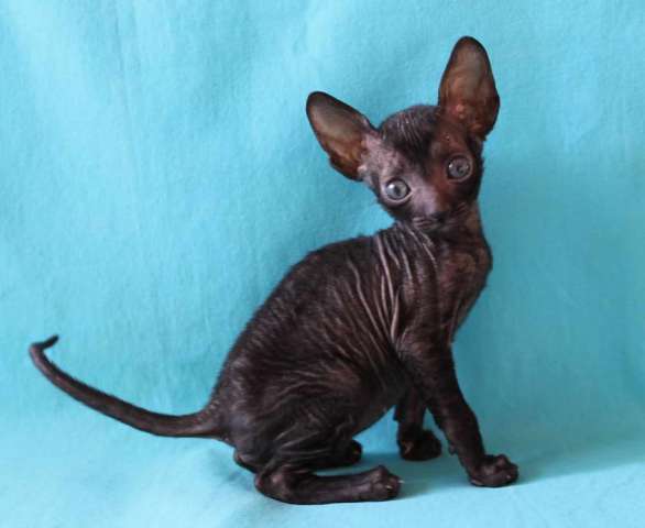 Корниш рекс - кудрявые котята. Корниш рекс - кудрявые котята.