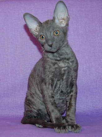 Корниш рекс - кудрявые котята. Корниш рекс - кудрявые котята.