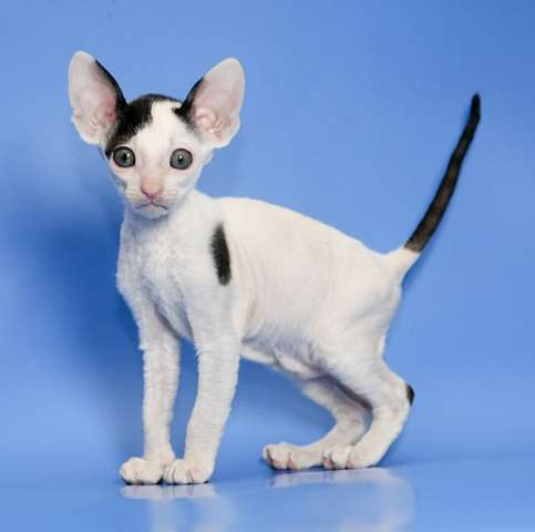 Корниш-рекс роскошные котята Корниш-рекс роскошные котята