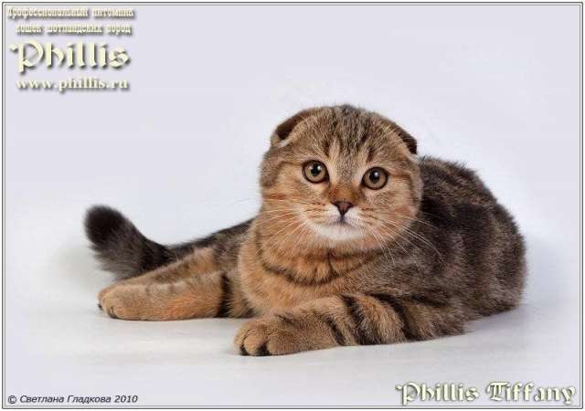 Кошка за символическую цену Кошка за символическую цену