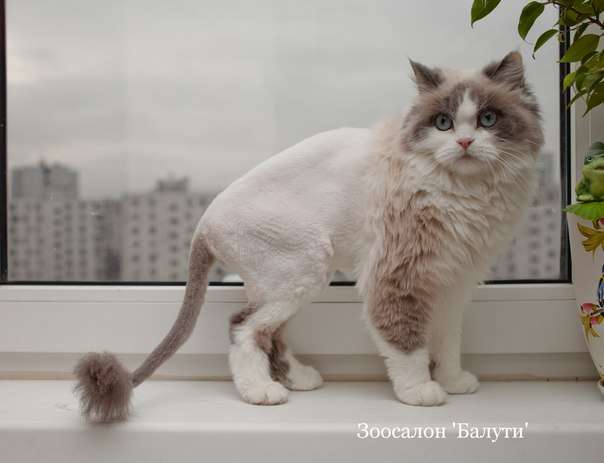 Груминг Британская вислоухая (короткошерстная), русская голубая, Груминг Британская вислоухая (короткошерстная), русская голубая,